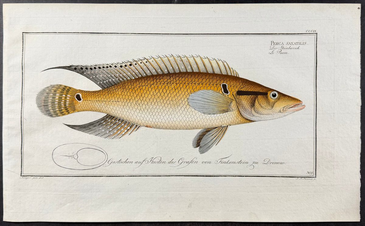 Stone-Perch