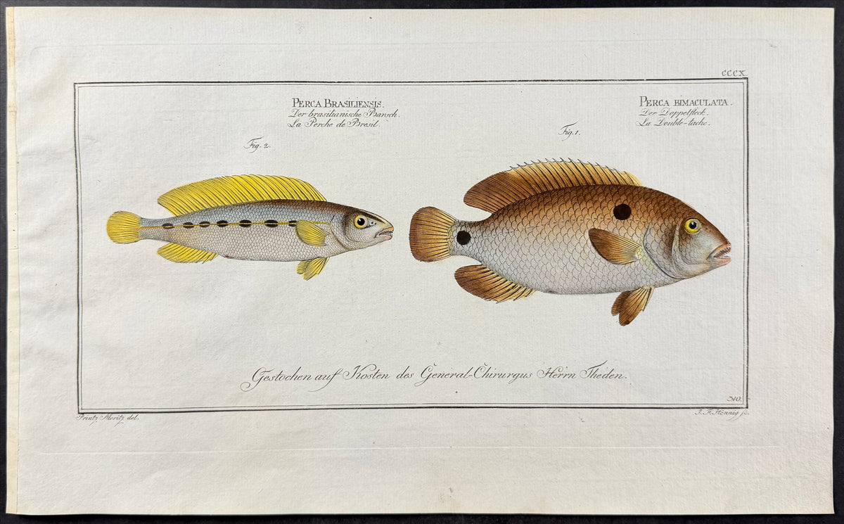 Brasilian (Brazilian) Perch, Acara