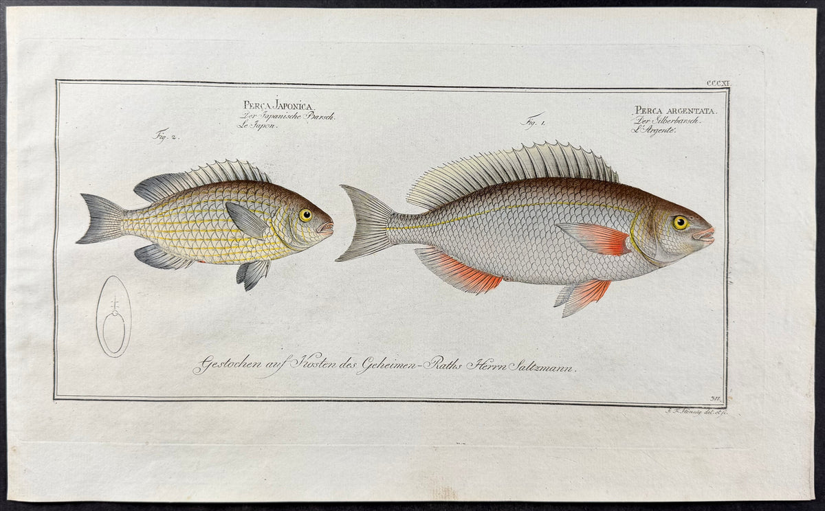 Japanese & Silver Perch