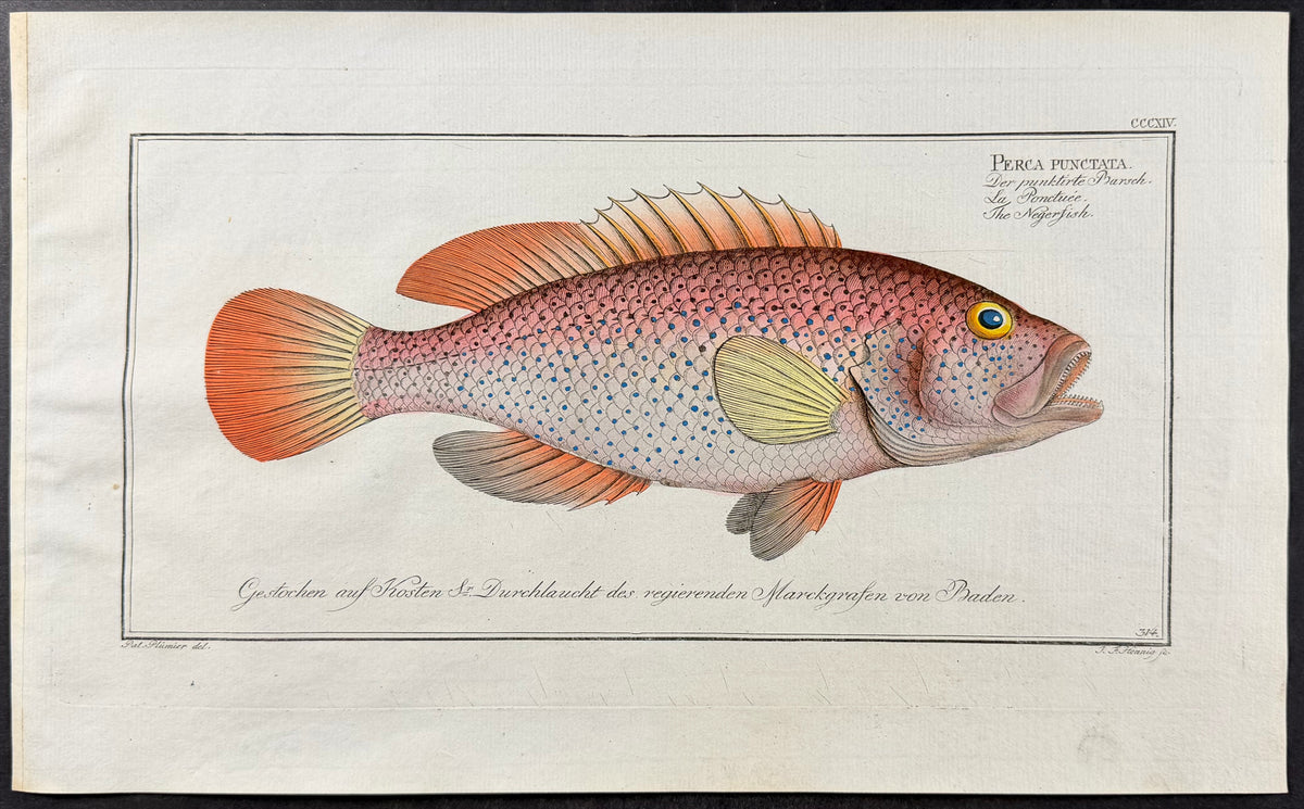 Negro-Fish