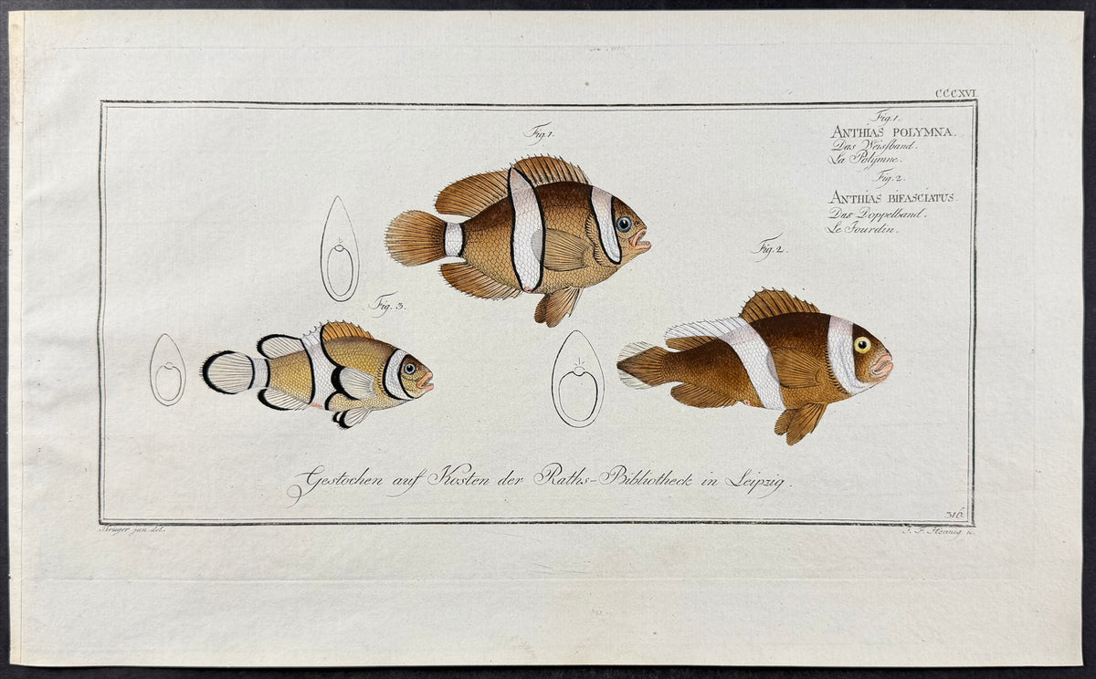 Fish - Anthias polymna, Anthias bifasciatus