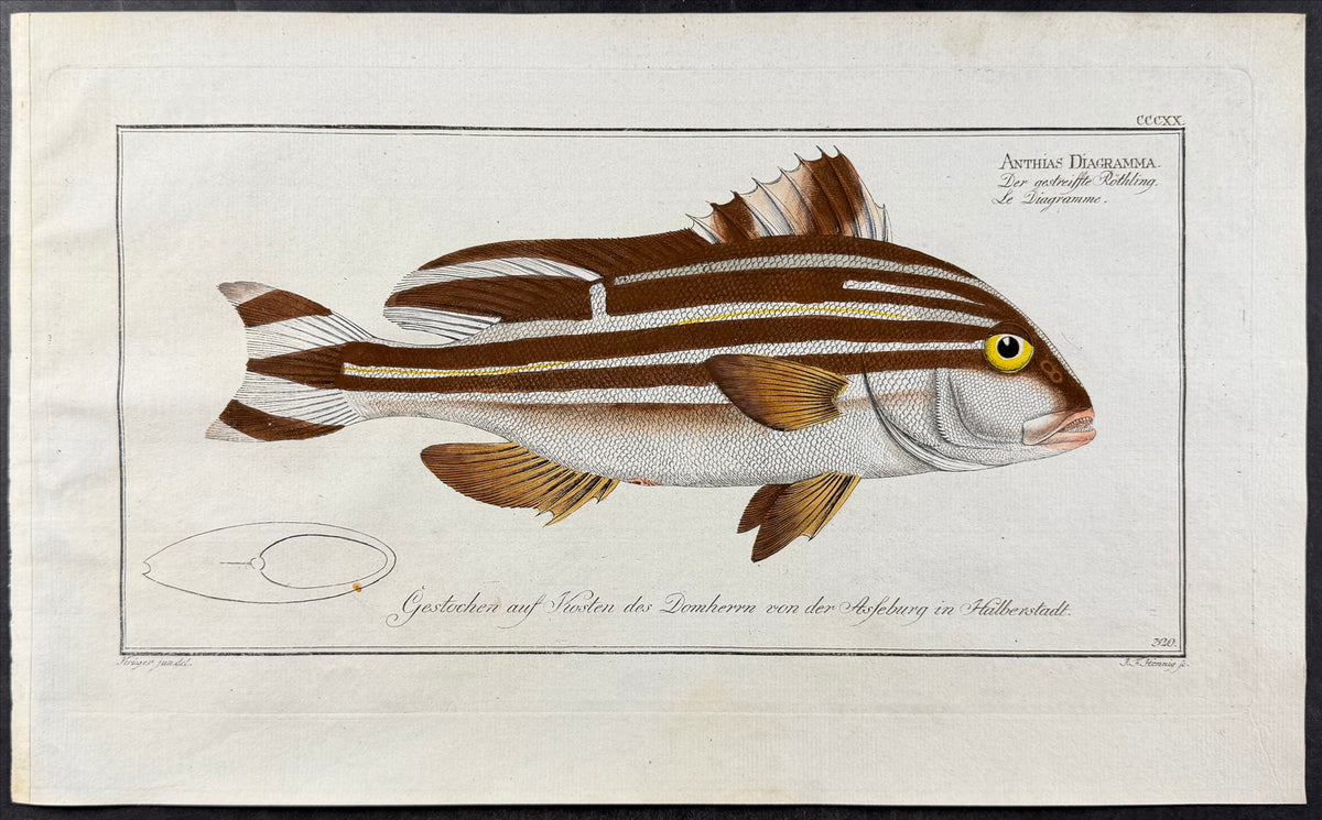 Fish - Anthias diagramma