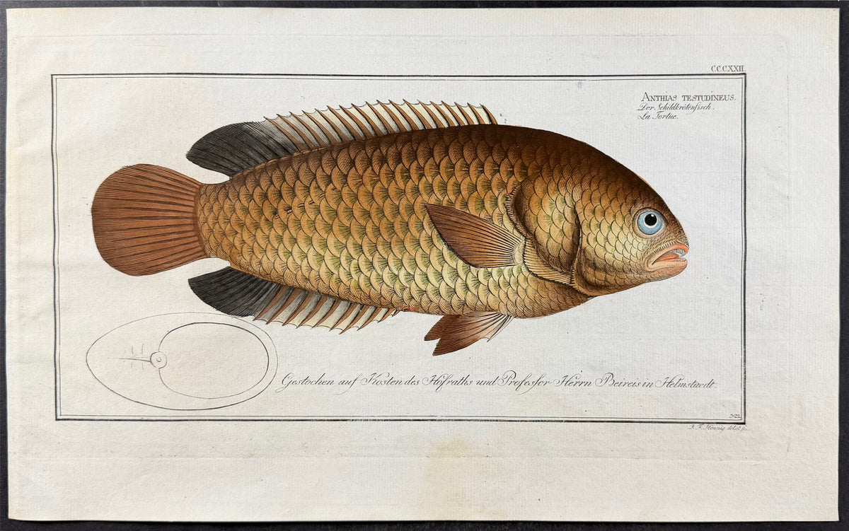 Tortoise-Fish
