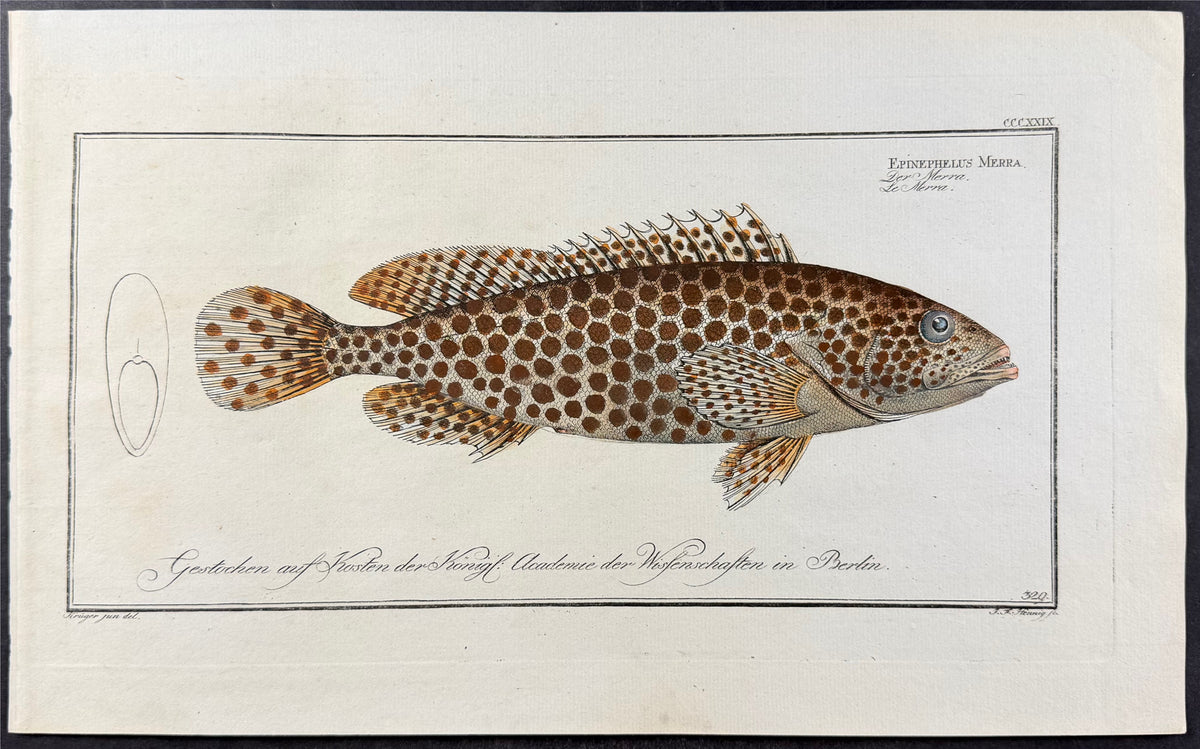 Honeycomb Grouper - Epinephelus merra