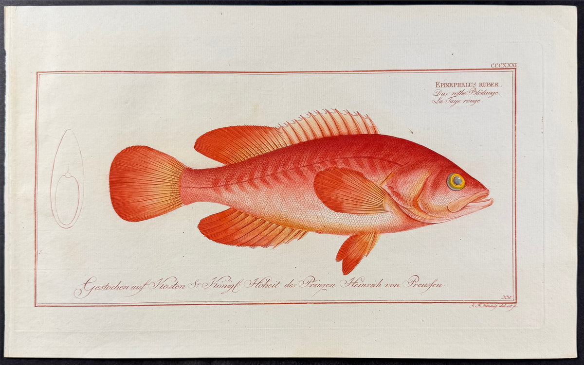 Epinephelus Ruber