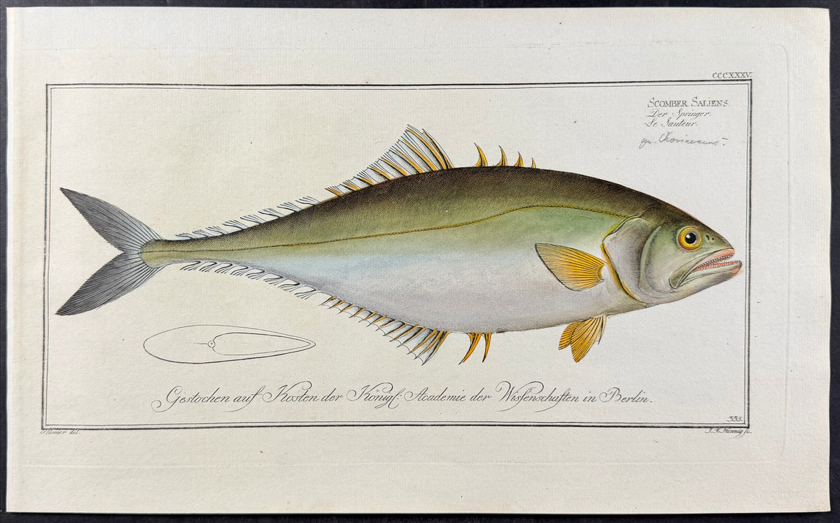 Leatherjacket - Scomber saliens