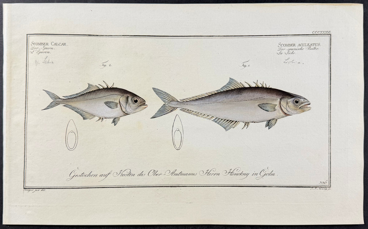 Fish - Scomber acculeatus, scomber calcar