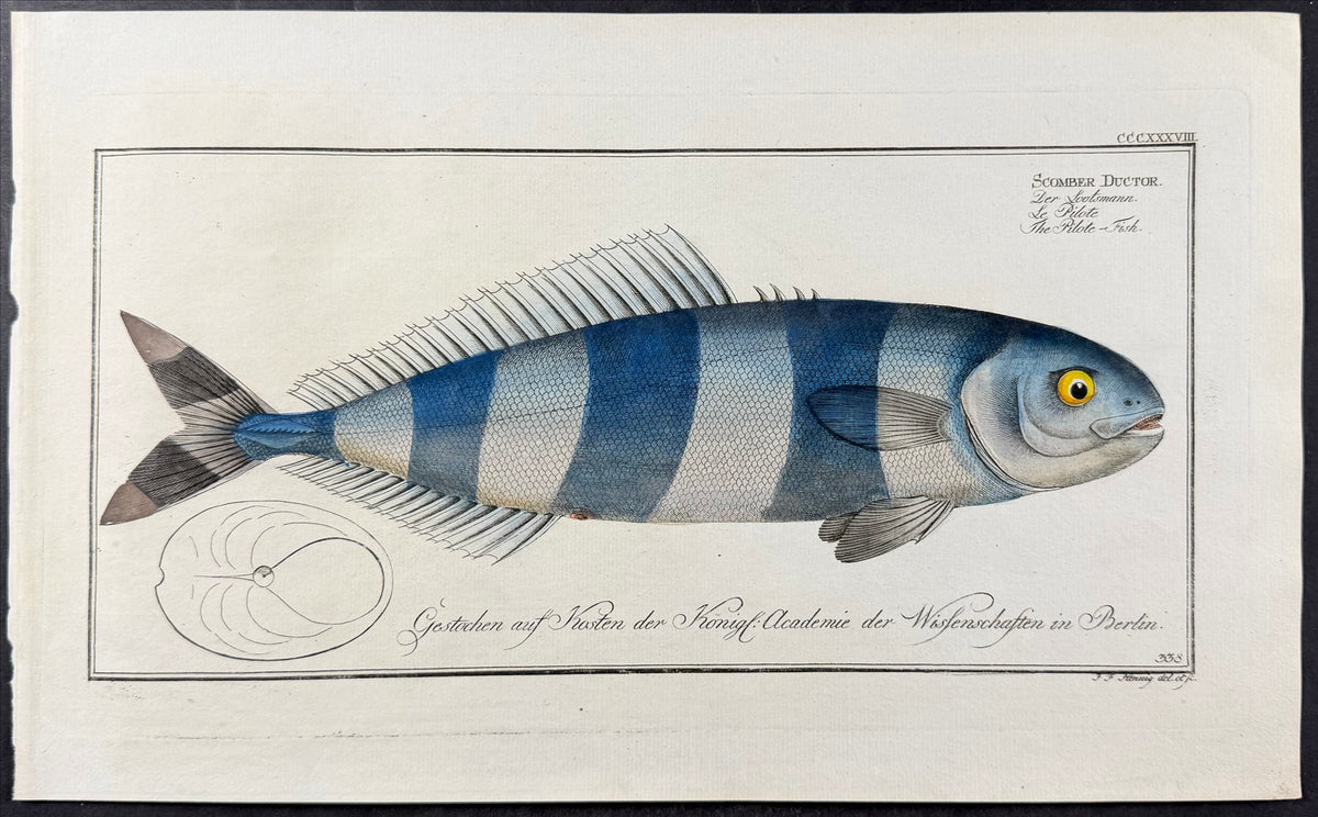 Pilote-Fish
