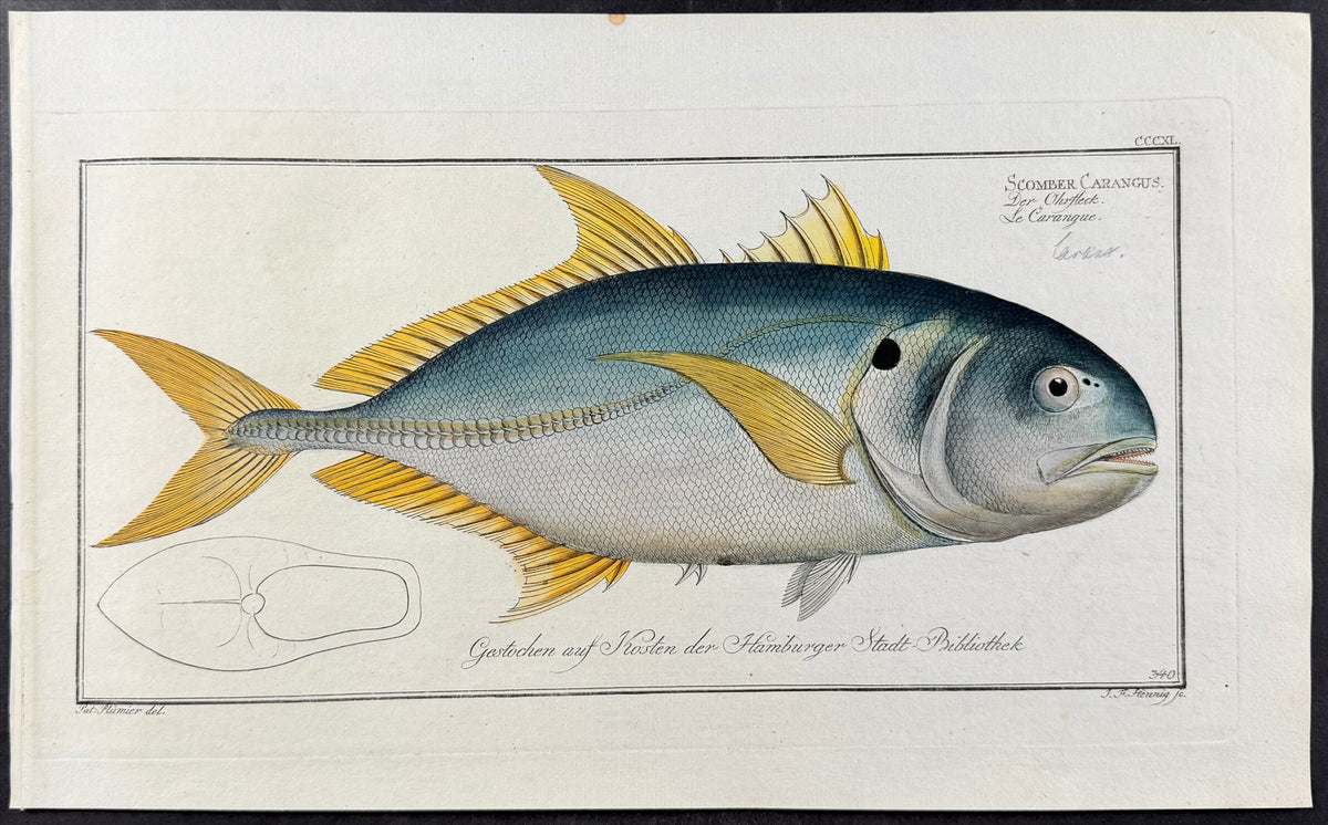 Carangoe