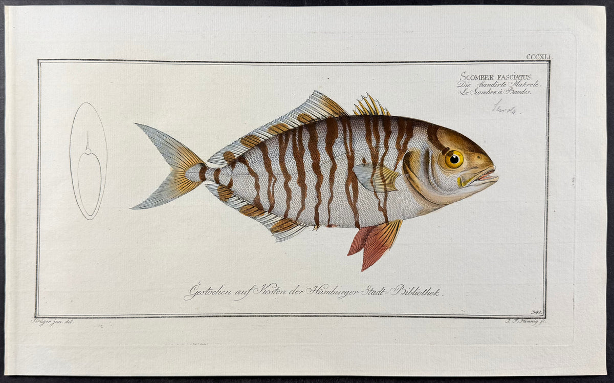 Streaked Mackrel
