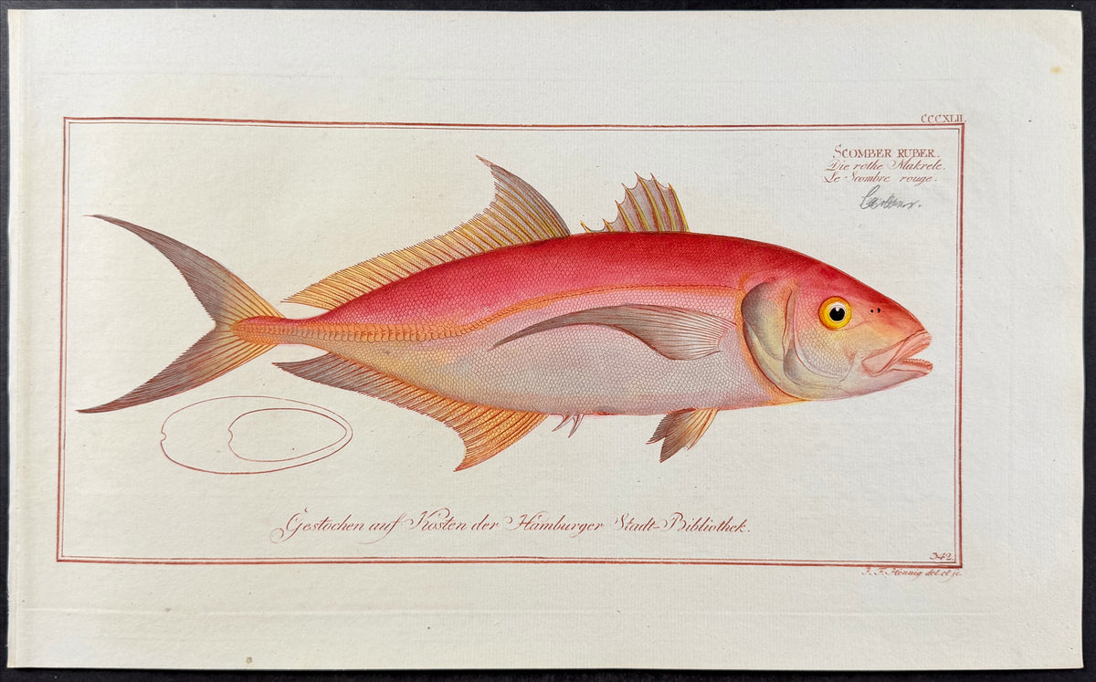 Red Mackrel