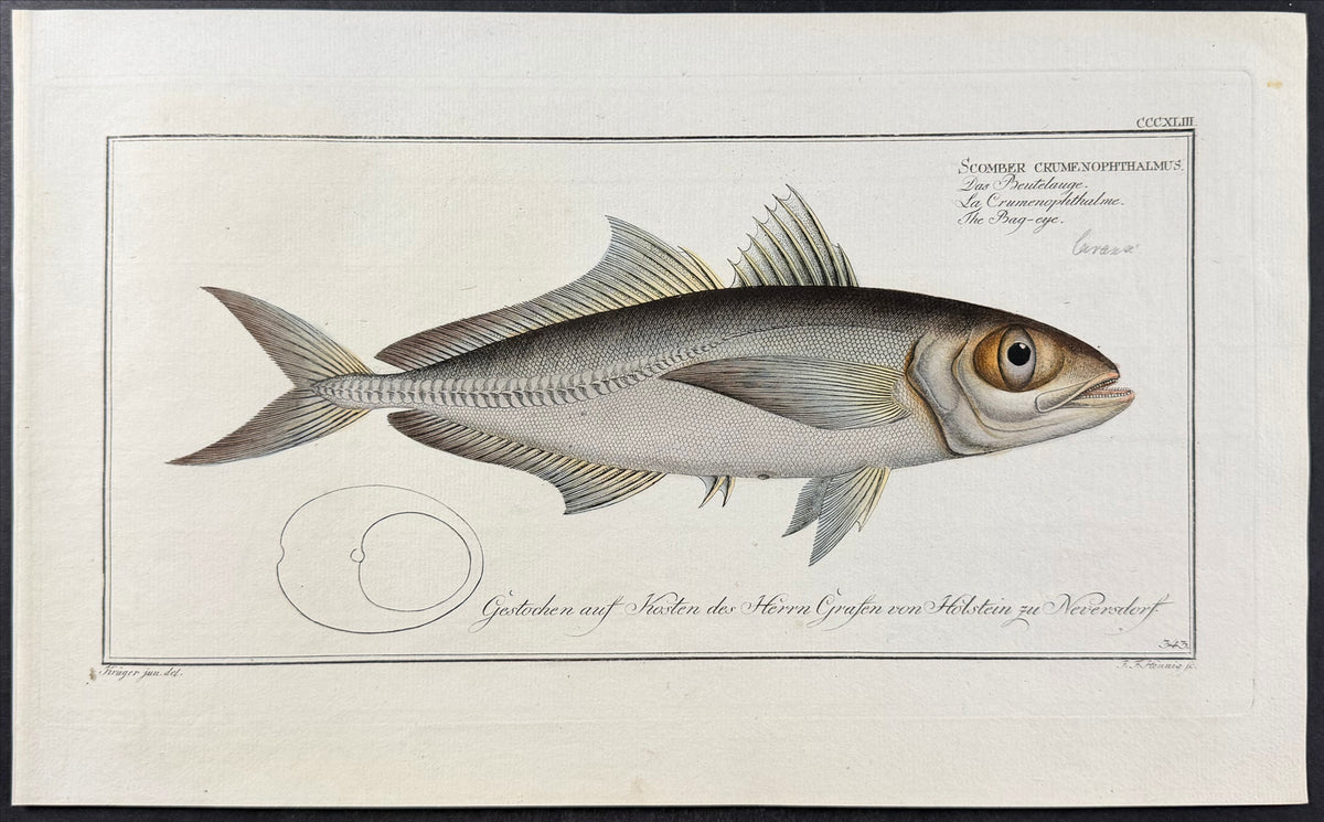 Bag-Eye - Scomber crumenophthalmus