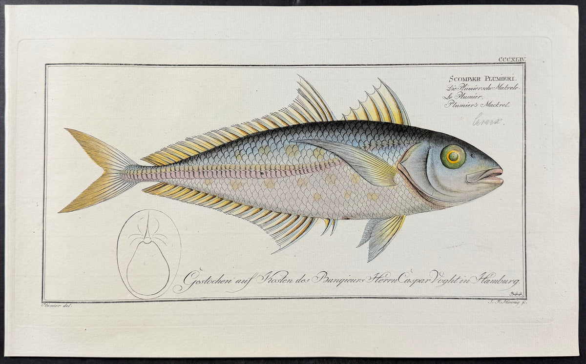 Plumier's Mackrel - Scomber plumieri