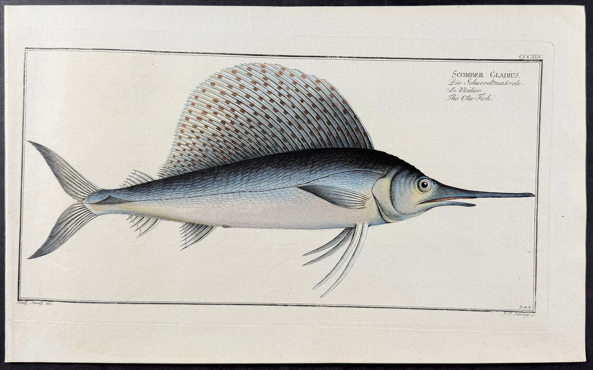 Sailfish or Ola-Fish