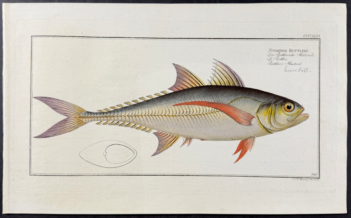 Rottler's Mackrel