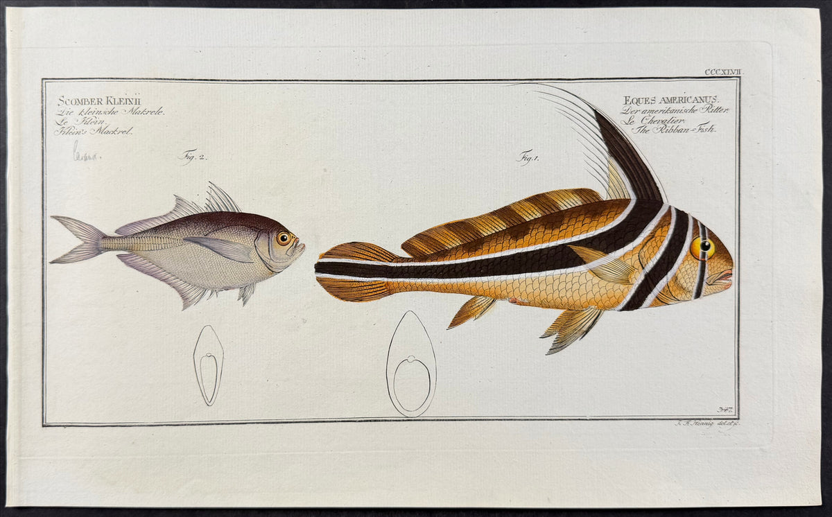 Jack-Knifefish, Mackrel - Eques americanus, scomber keleinii