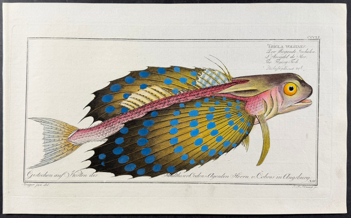 Flying Fish