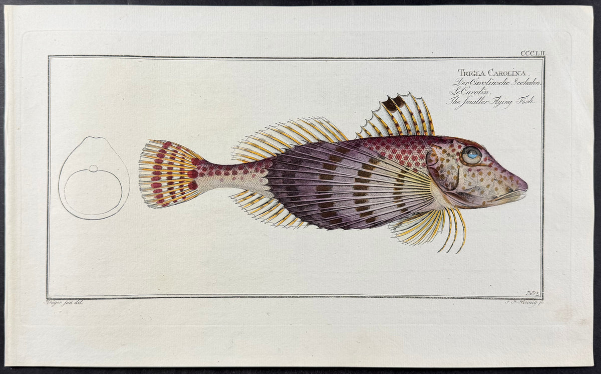 Smaller Flying Fish