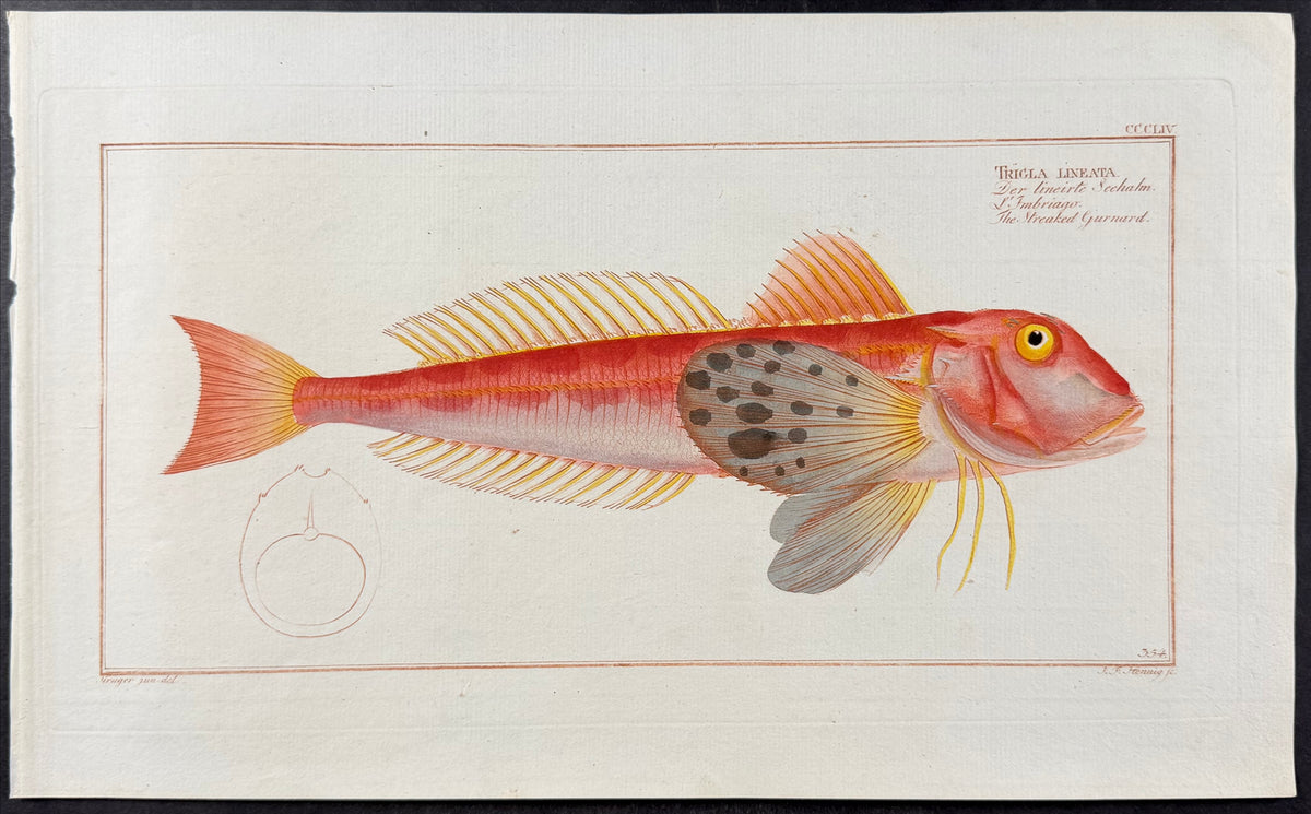 Streaked Gurnard