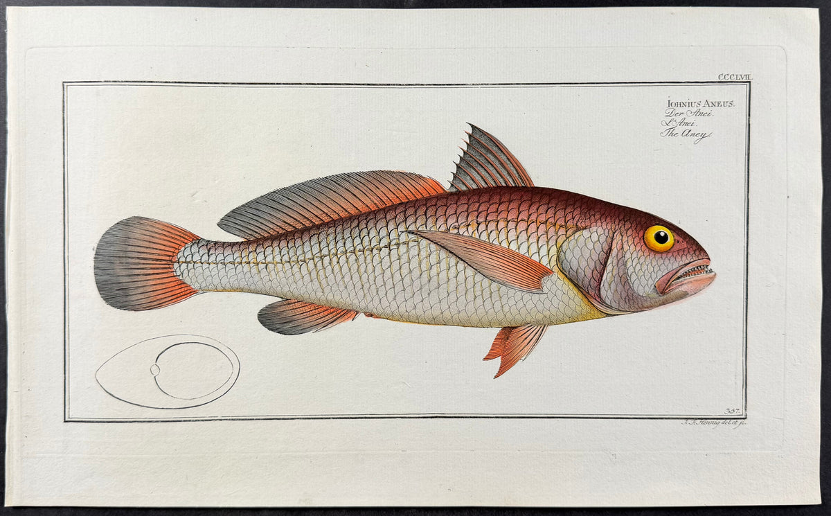 Aney - Iohnius aneus