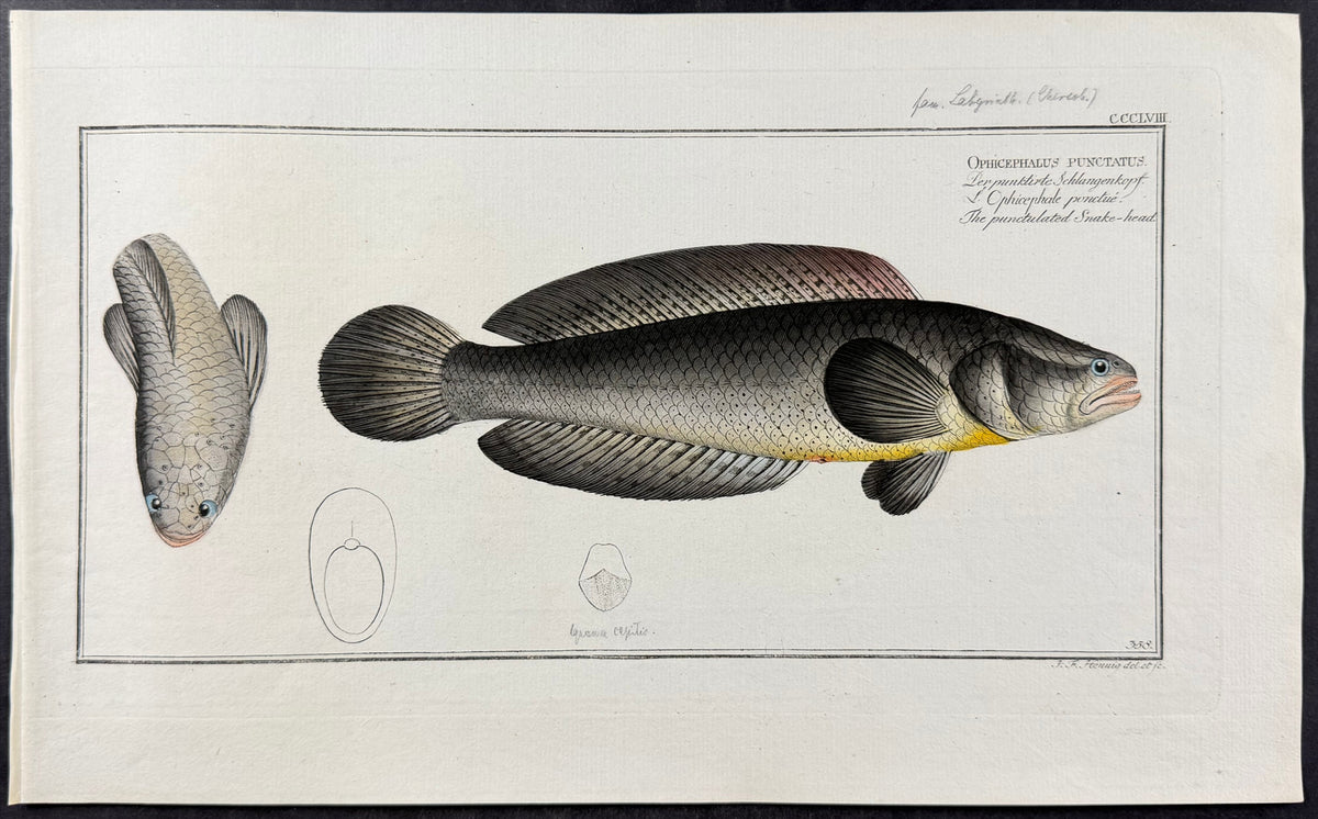Spotted Snakehead - Ophicelphalus punctatus