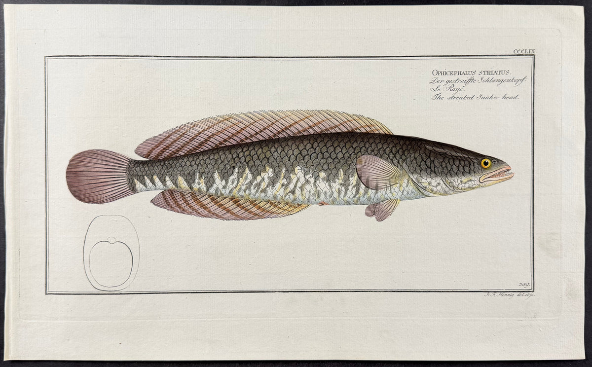 Striped Snakehead - Ophicephalus striatus