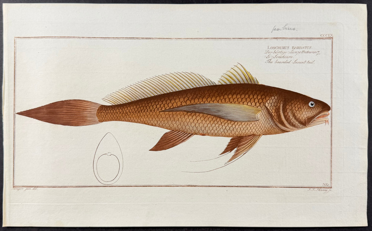 The Bearded Lancet-tail - Lonchurus barbatus