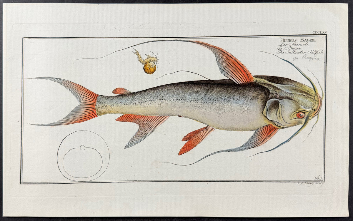 Saltwater Katfish (Catfish)