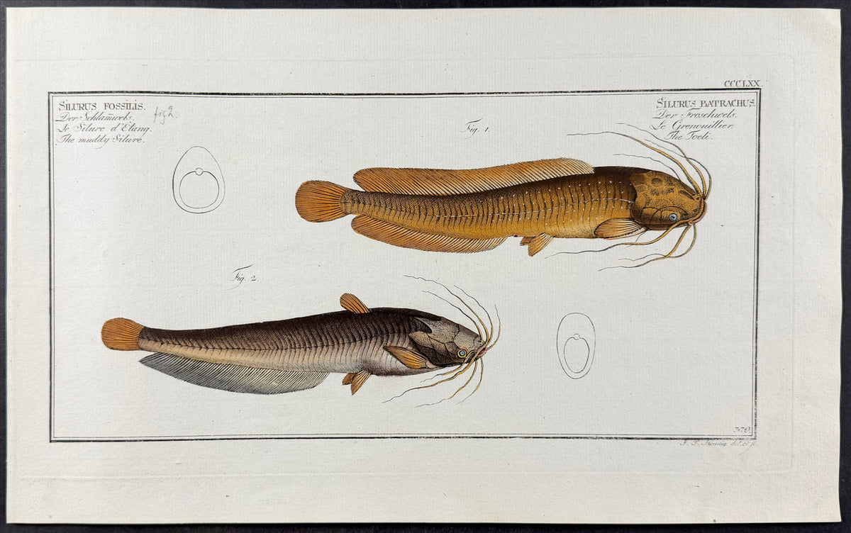 Catfish - Silurus batrachus, Silurus fossilis