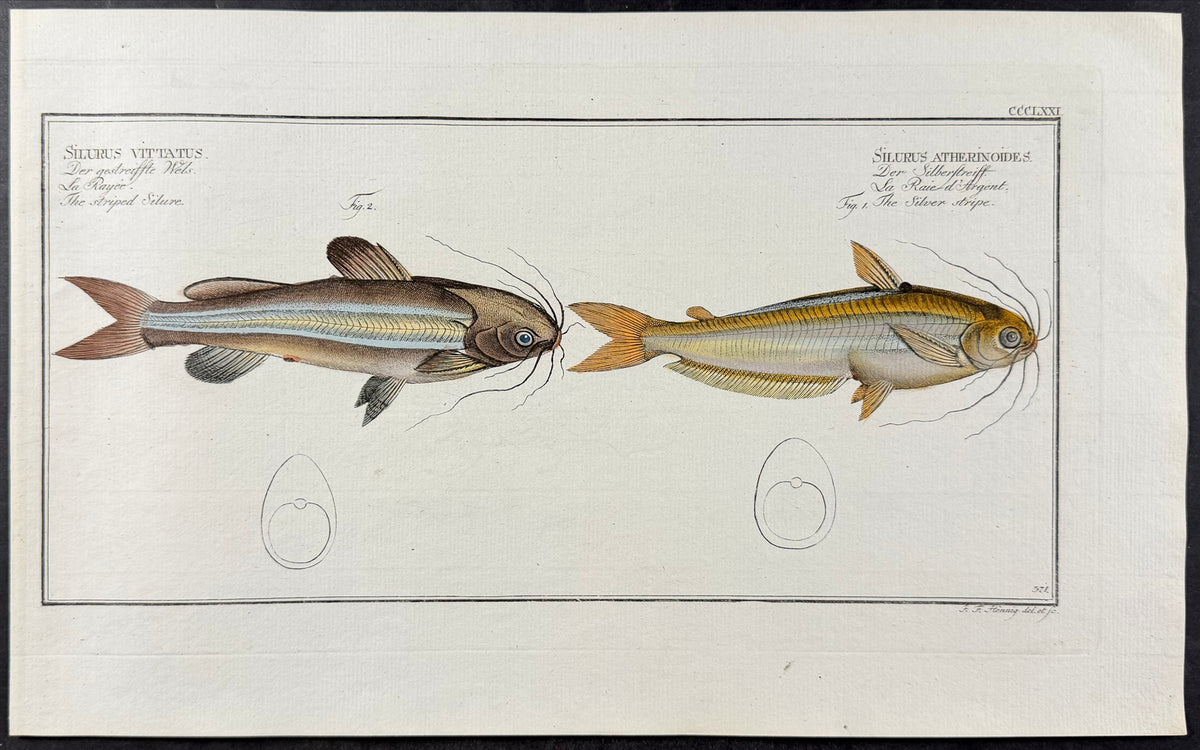 Catfish - Silurus atherinoides, Silurus vittatus