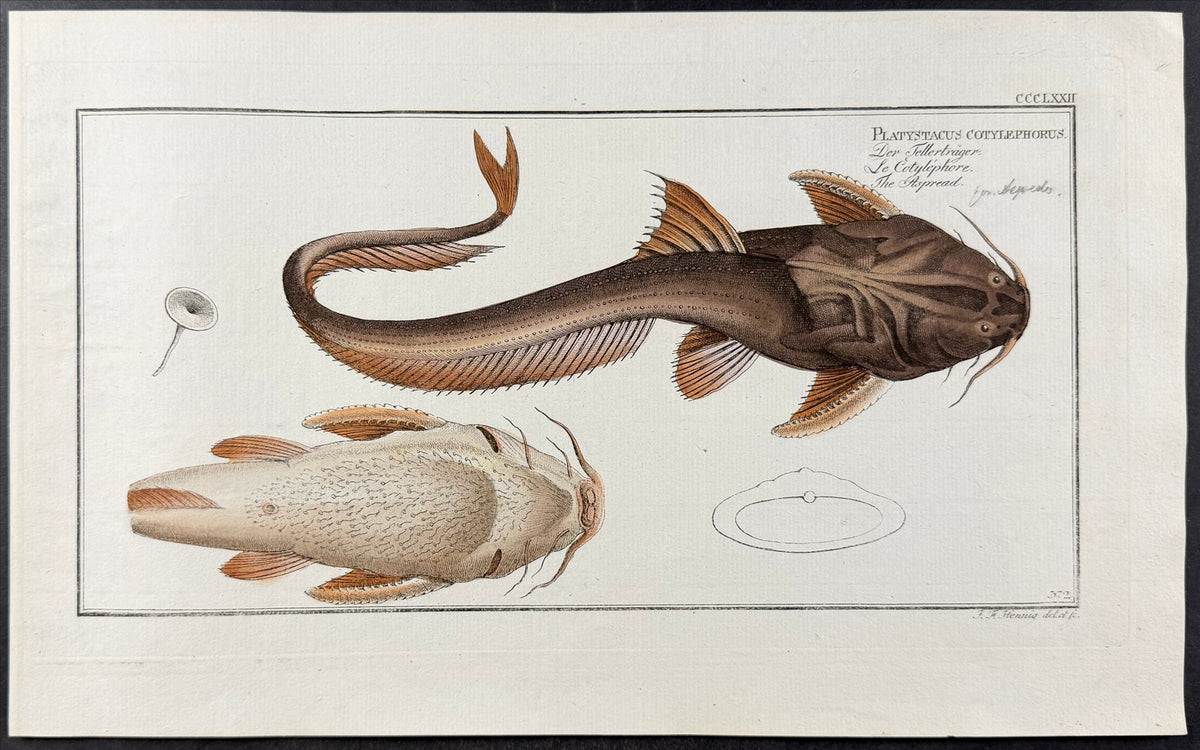 Banjo Catfish - Platystachus cotylephorus
