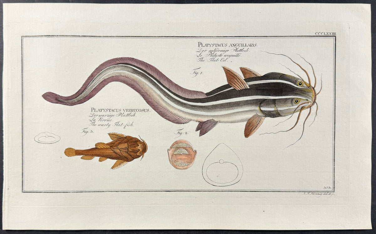 Banjo Catfish - Platystacus anguillaris, Platystacus verrucosus