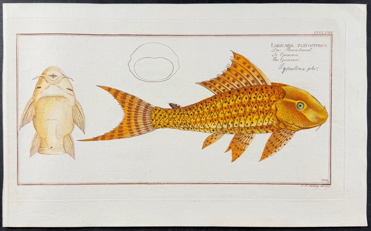 Catfish - Loricaria plecostomus