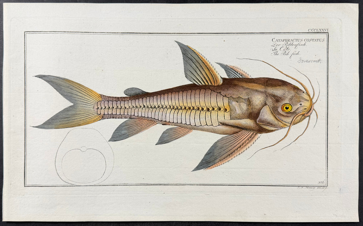 Rib-Fish