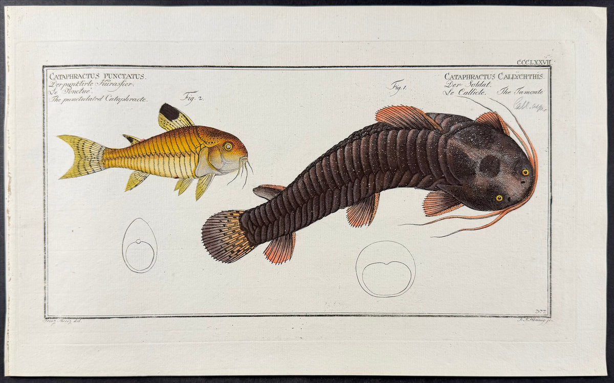Catfish - Cataphractus callychthis, Cataphractus punctatus
