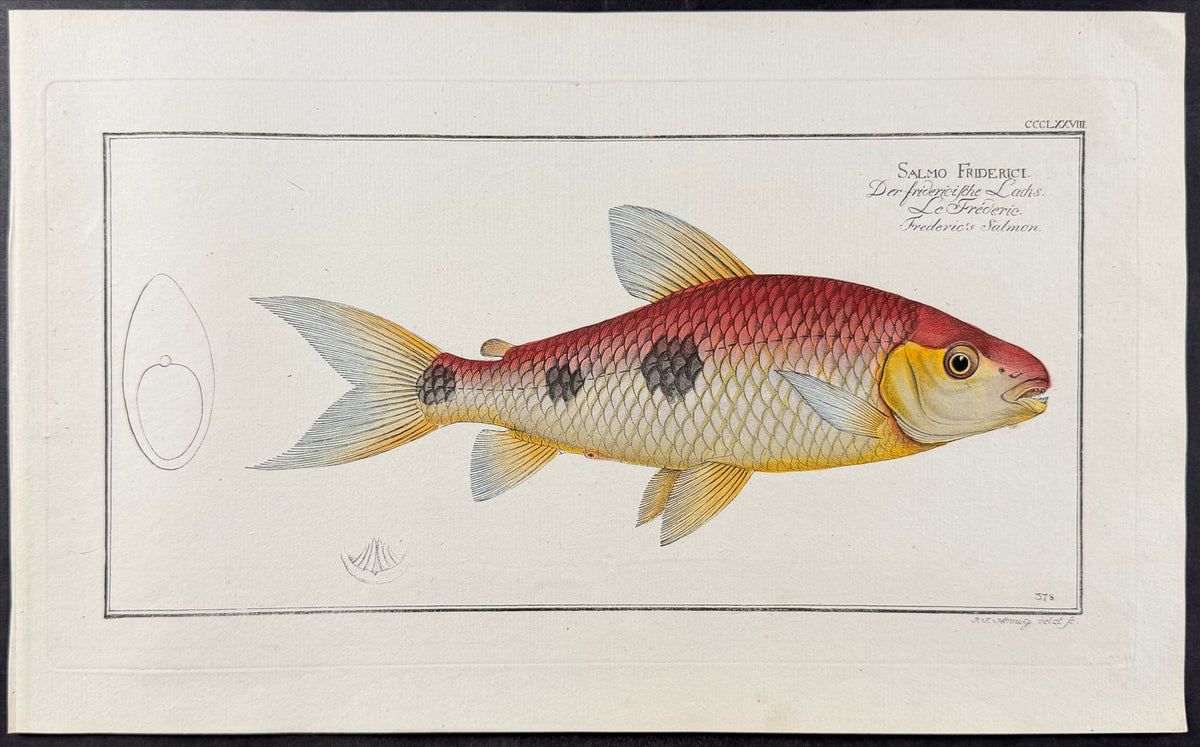 Frederic's Salmon