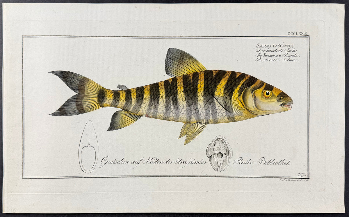 Streaked Salmon