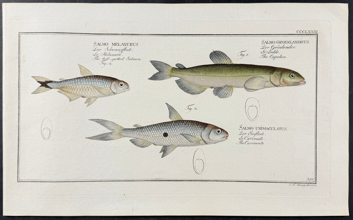 Salmon - Salmo groenlandicus, Salmo unicaulatus, Salmo melanurus