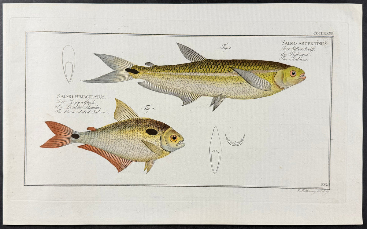 Salmon - Salmo argentinus, Salmo bimaculatus