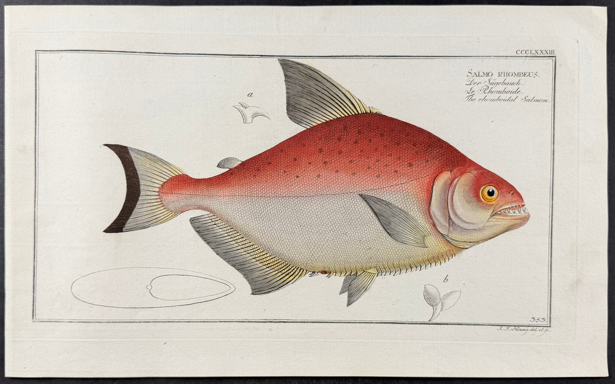 Rhomboidal Salmon