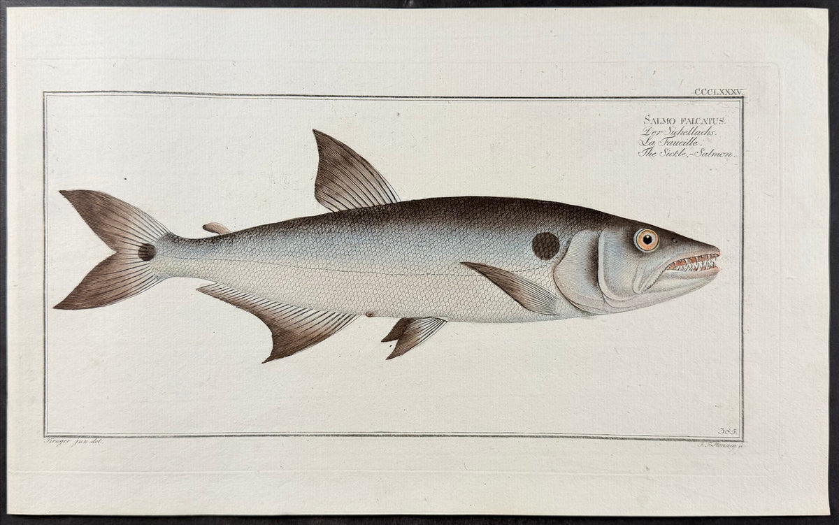 Salmon - Salmo falcatus