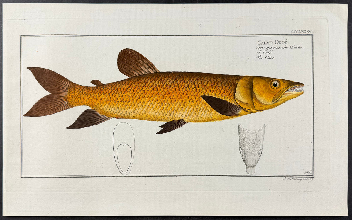 Salmon - Salmo odoe