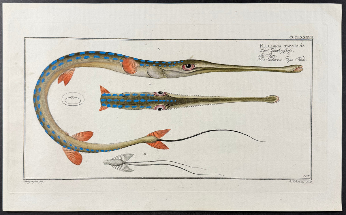 Tobacco-Pipe-Fish