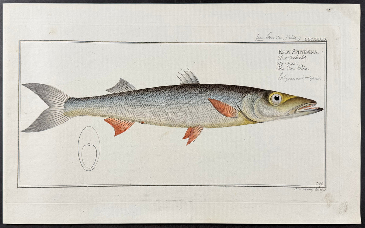 Sea-Pike