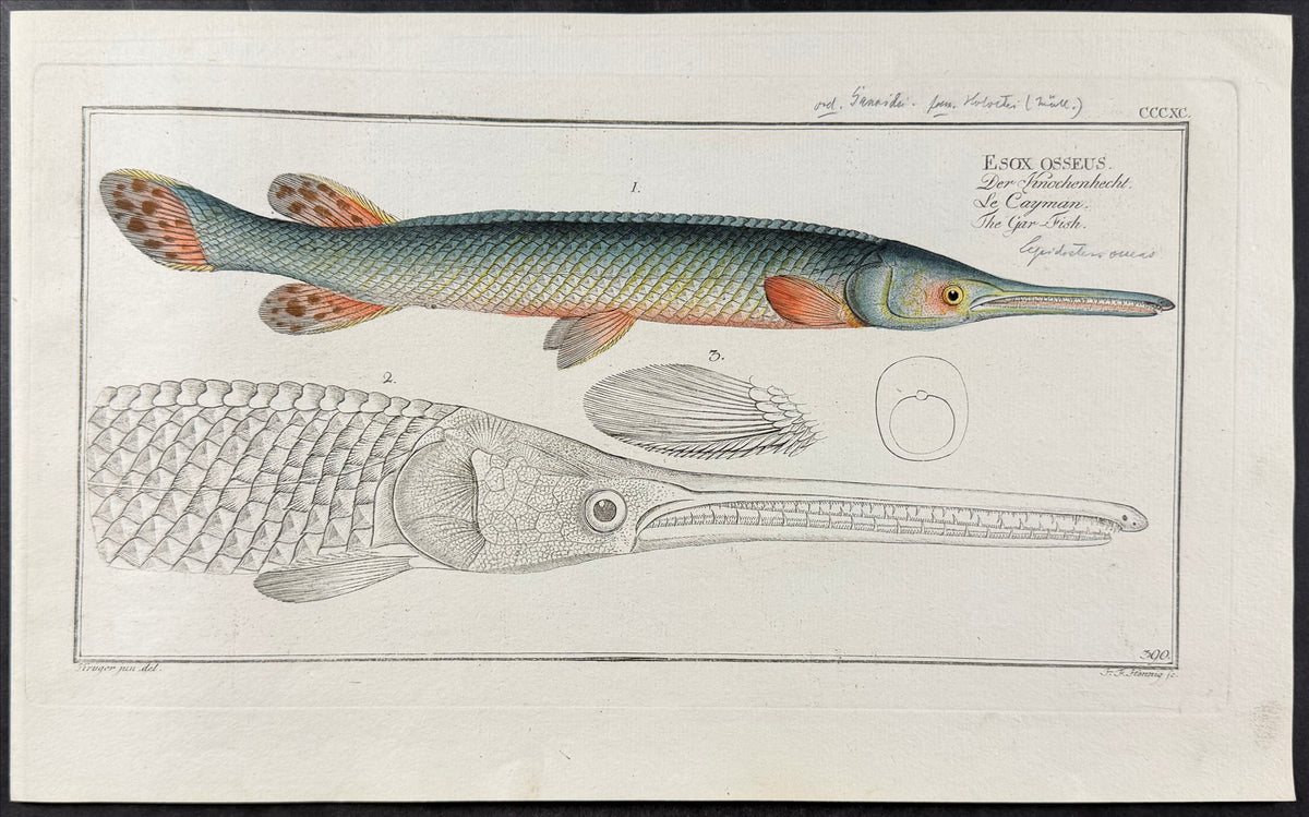 Gar-Fish