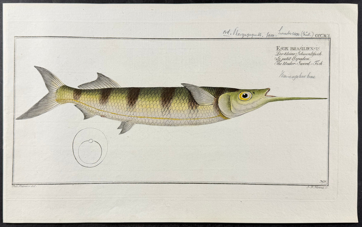 Under-Sword-Fish