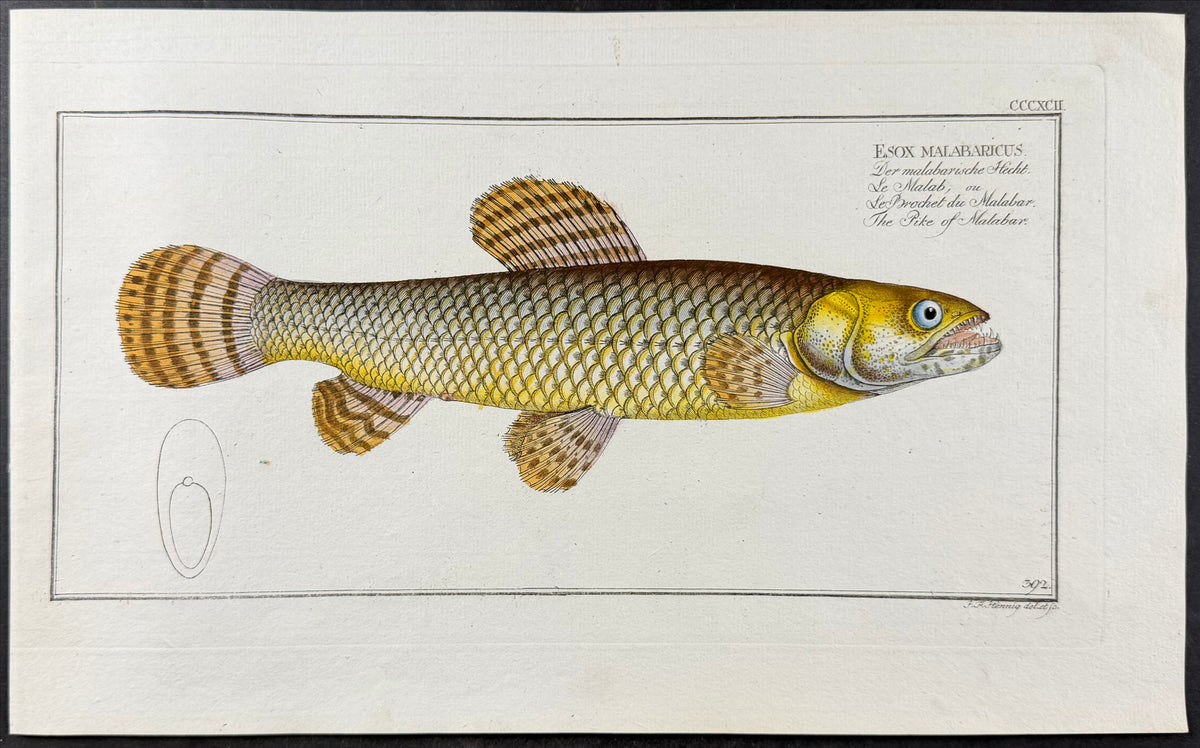 Pike of Malabar
