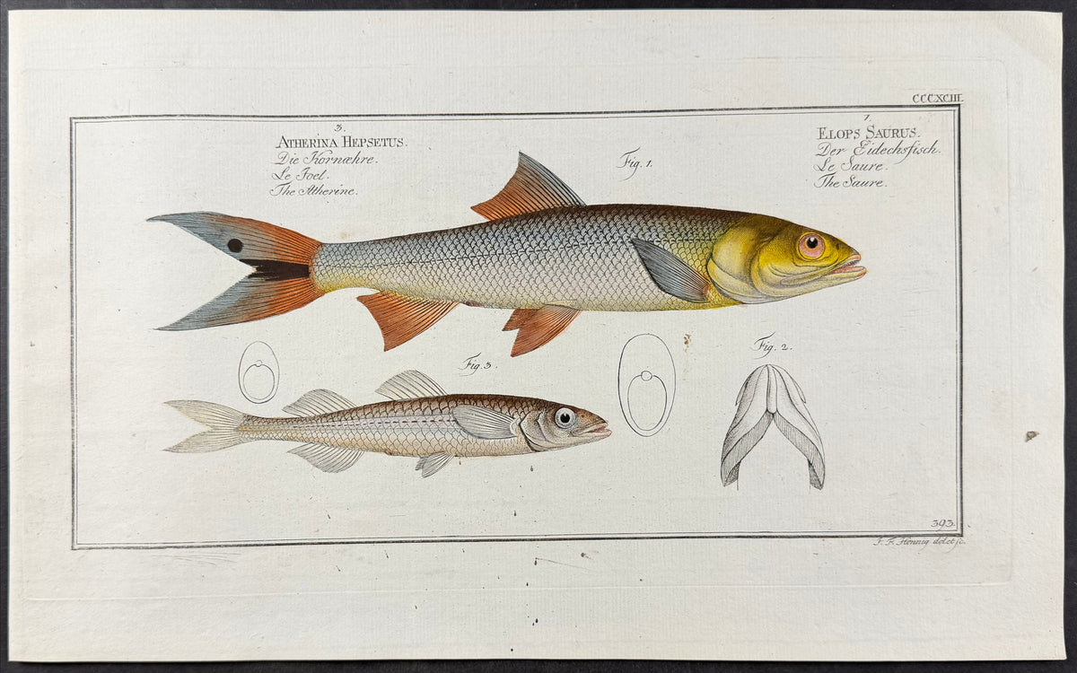 Ladyfish, Smelt - Elops saurus, Atherina hepsetus