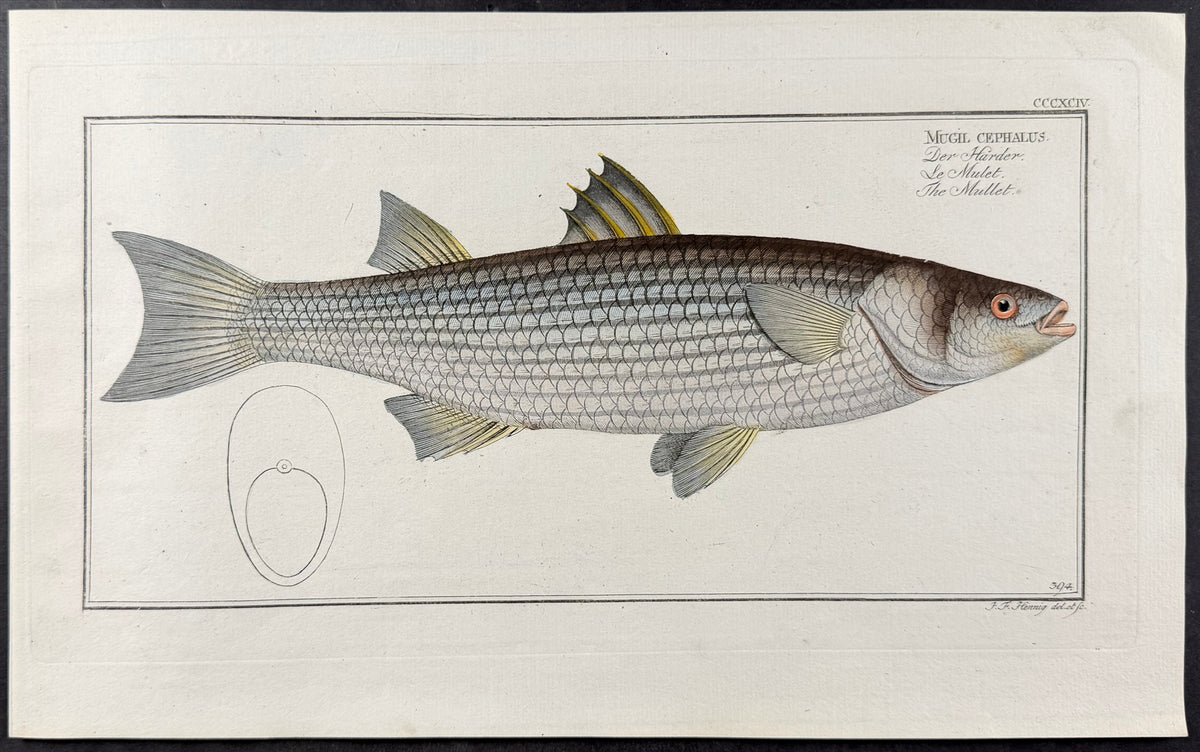 Mullet