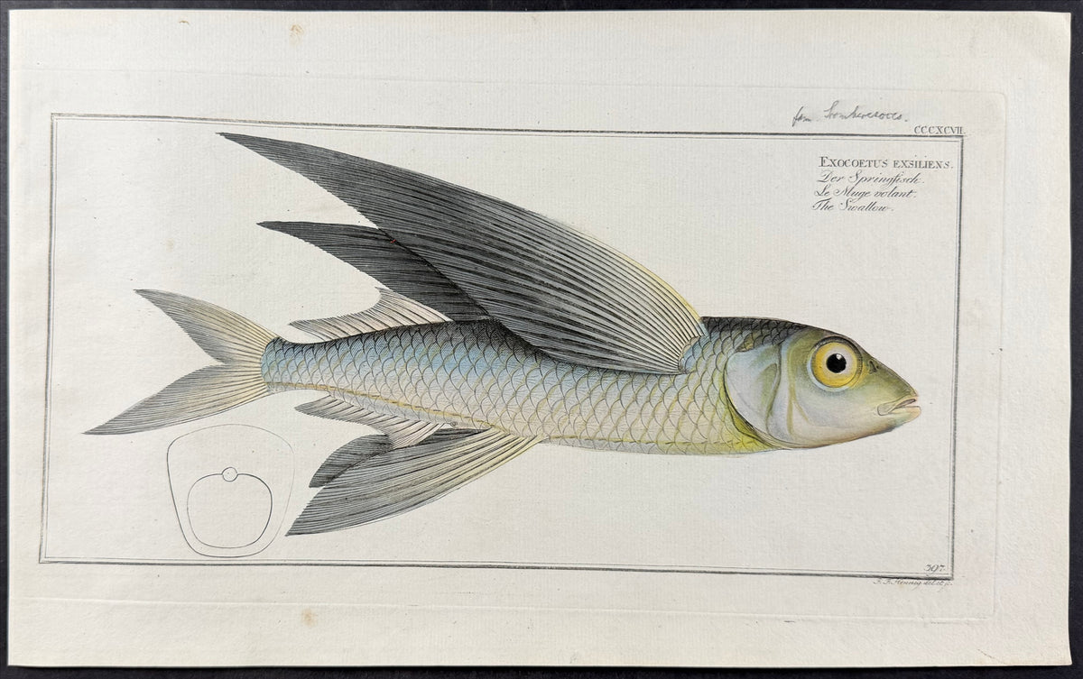 Flying Fish or Swallow